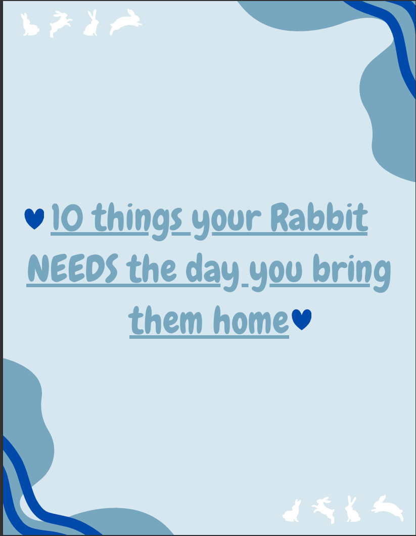 10 Things Your Rabbit NEEDS on Day 1