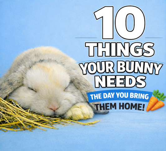 10 Things Your Rabbit NEEDS on Day 1