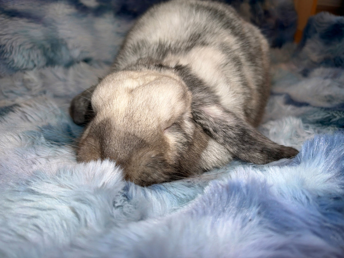 Benji Bunny Couch