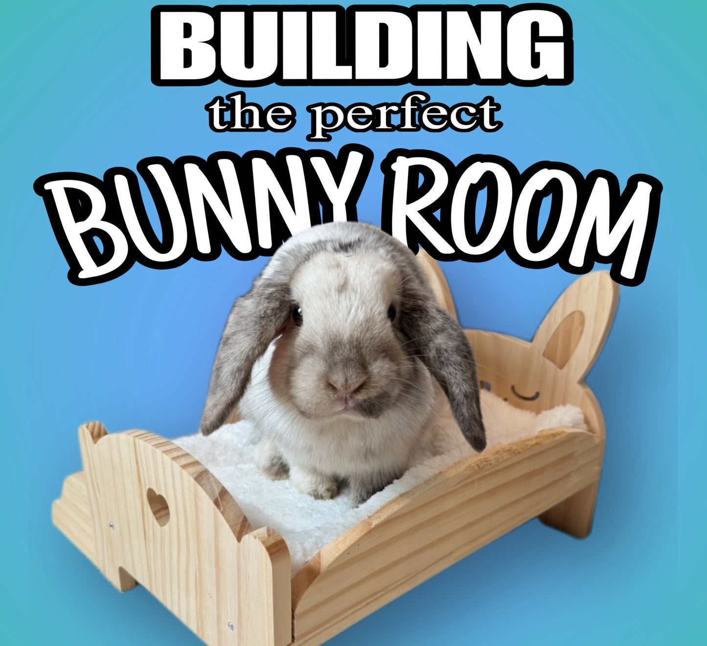 Building The Perfect Bunny Room Guide